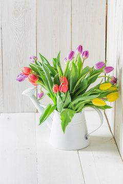 A colourful and young tulip in the watering can