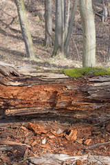 Fototapeta na wymiar Totholz, Morsches Holz im Auwald