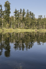 Trees along the river Krutynia in Masuria/Poland
