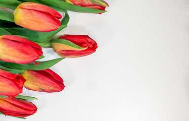 Red tulips isolated on white background - spring flowers post card
