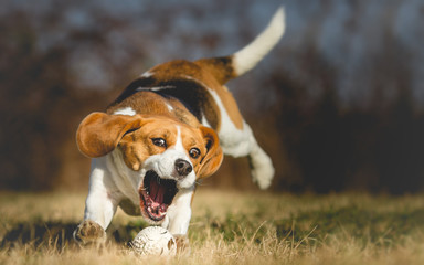 Background photo of a dog chasing a ball