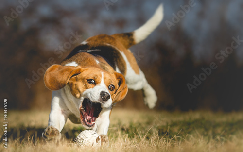 Собака с мячиком загрузить