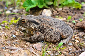 Trächtiges Weibchen der Erdkröte, Bufo bufo, zur Laichzeit