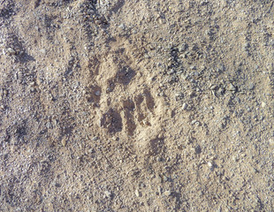 footprint of a big cat