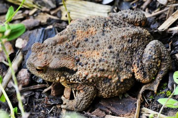 Trächtiges Weibchen der Erdkröte, Bufo bufo, zur Laichzeit