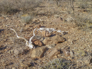 antelope skull in Namibia