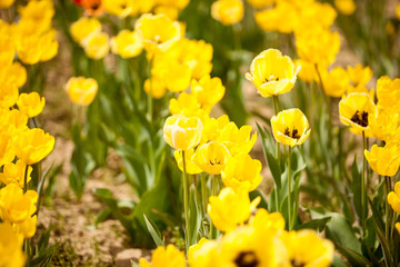 Fototapeta premium Gorgeous yellow flowers in the field