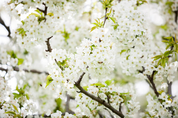 Gorgeous tree flowers in blossom