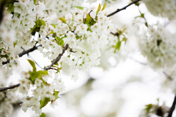 Spring blossom tree