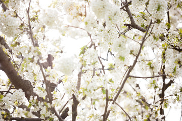 Beautiful blossoming flowers on a tree