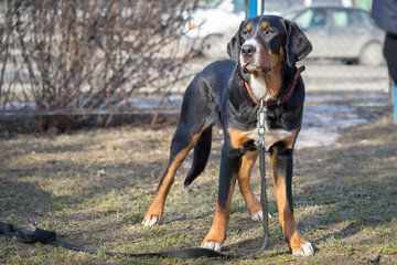 Appenzeller sennenhund dog standing outdoors
