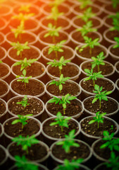 spring , shoots of plants, grass , seedlings in the greenhouse to grow vegetables