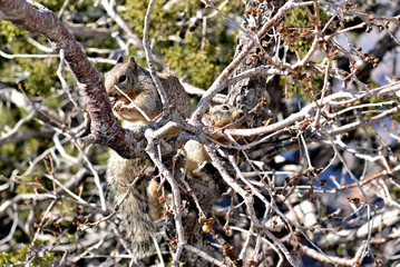 écureuils dans un arbre