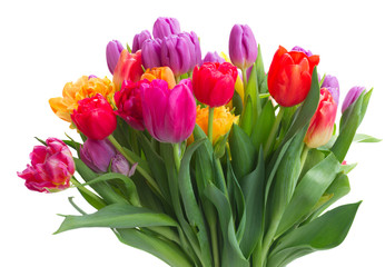 bouquet of bright spring tulips isolated on white background