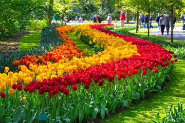 Colorful tulips in the Keukenhof park, Netherlands. Flower bed of colourful tulips in spring....
