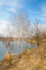 Naklejka na ściany i meble Birch trees on the shore of the lake in spring