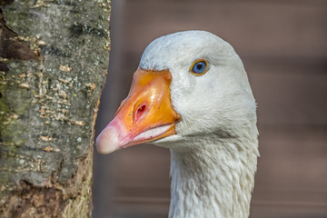 goose portrait