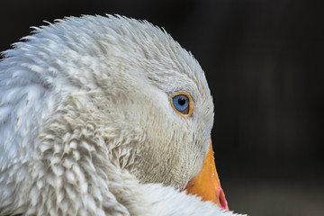 goose portrait