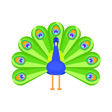 Vector flat style illustration of peacock.