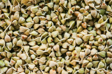 Green germinated buckwheat