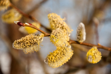 Fluffy soft willow buds in early spring.