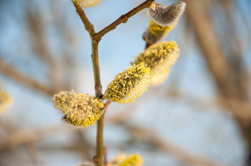 Fluffy soft willow buds in early spring.
