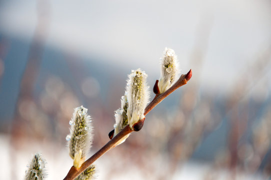 Fluffy soft willow buds in early spring