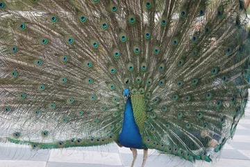 Fotobehang Peacock © Nazar