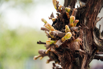 Young sprout vine in spring season