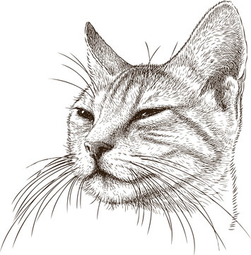 portrait of a sly cat