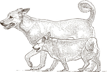 Sketch of the friendly dogs