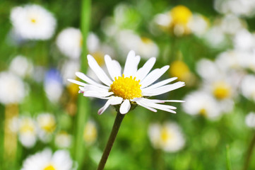 Fototapeta premium Close-up photograph of daisy flower on the meadow