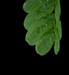 Close up leaf raind drops isolated black