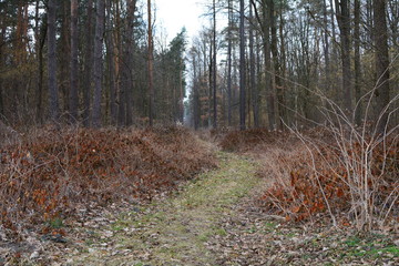 ścieżka przez las wczesną wiosną