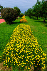 Blooming Zinnia flowers in the park, Batumi