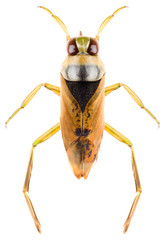 The Common Backswimmer Notonecta glauca or greater water boatman isolated on white background, dorsal view of backswimmer.