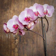 Pink streaked orchid flower (Phalaenopsis) on wooden background