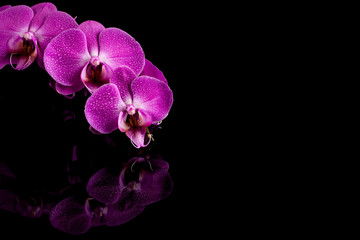 orchid  pink flower with water drops