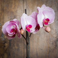 Pink streaked orchid flower (Phalaenopsis) on wooden background