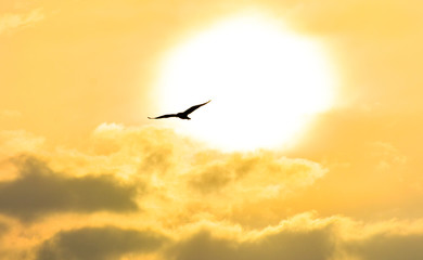 Seagull flying at sunset sky, silhouette. Sun between clouds a seagull flying.