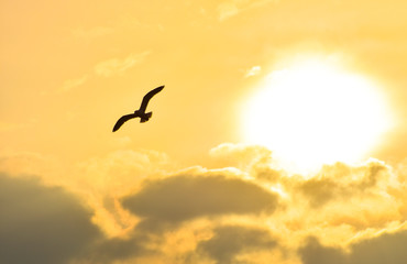 Fototapeta na wymiar Seagull flying at sunset sky, silhouette. Sun between clouds a seagull flying.