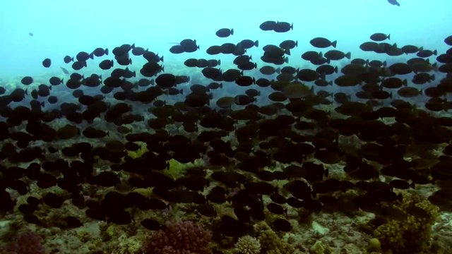 School of fish underwater on background of wreck ship in Red sea. Swimming in world of colorful beautiful wildlife of reefs and algae. Inhabitants in search of food. Abyssal diving.