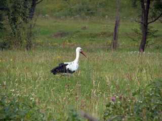 A stork in wild nature looking fo something