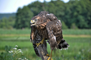 A young hawk on a background of green summer trying to fly