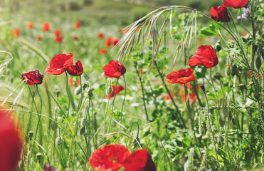 Close up view red poppies flowers and green cones on background nature field. Summer landscape blurred backdrop. Sun flare and blue sky outside, lifestyle holiday concept