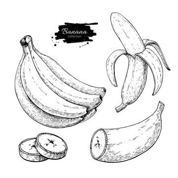 Banana set vector drawing. Isolated hand drawn bunch, peel banana and sliced pieces. Summer fruit engraved style
