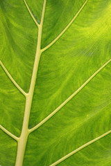 Texture of a green leaf as background