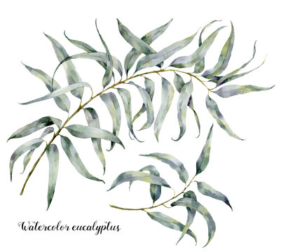 Watercolor eucalyptus. Hand painted set of branches with leaves isolated on white background. Natural illustration for design.