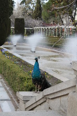Obraz premium Peacock
