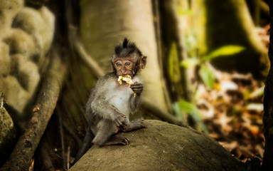 Catarrhini catarrhini the Old world sits and holds his paw in his mouth